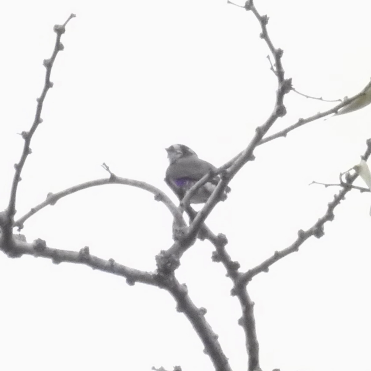 White-browed Purpletuft (Iodopleura isabellae), photo 1
