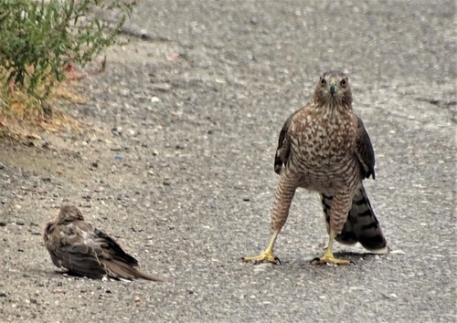 Cooper's Hawk photographed in Vermont