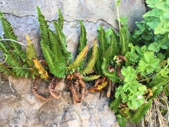 Polystichum scopulinum