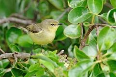 Gerygone flavolateralis flavolateralis