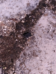 Microtomideus leucodermus