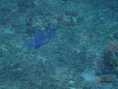 Balistes vetula