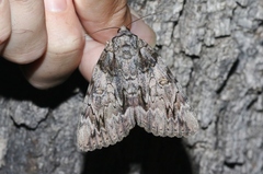 Catocala neogama euphemia