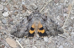 Catocala neogama euphemia