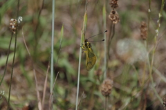 Libelloides longicornis