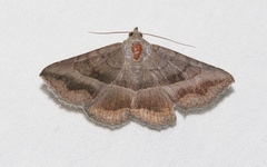 Lesmone griseipennis