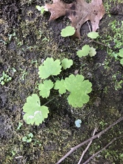 Heuchera missouriensis