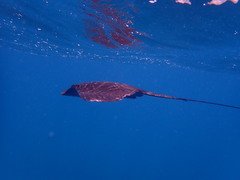 Pteroplatytrygon violacea