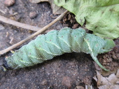 Marumba sperchius