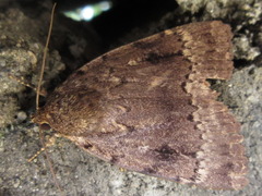 Amphipyra monolitha