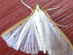 Palpita nigropunctalis