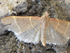 Hypsopygia glaucinalis