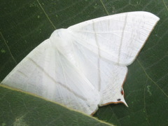 Ourapteryx nivea