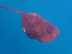 Pteroplatytrygon violacea