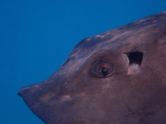 Pteroplatytrygon violacea