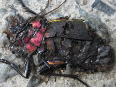 Carabus jankowskii