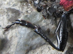 Carabus jankowskii