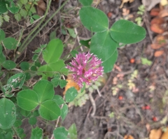 Trifolium pratense