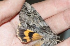 Catocala neogama euphemia