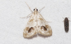 Evergestis lunulalis