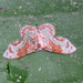 Auzatellodes hyalinata - Photo (c) Subhajit Roy, algunos derechos reservados (CC BY-NC-ND), subido por Subhajit Roy