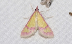 Choristostigma roseopennalis