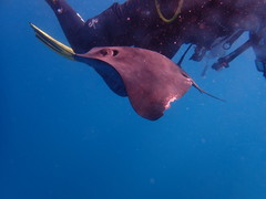 Pteroplatytrygon violacea