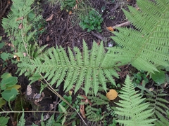 Athyrium filix-femina
