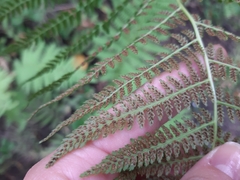 Athyrium filix-femina
