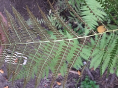 Athyrium filix-femina