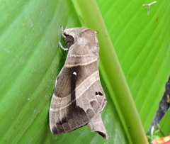 Lebeda nobilis