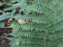 Athyrium filix-femina