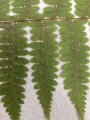 Athyrium filix-femina