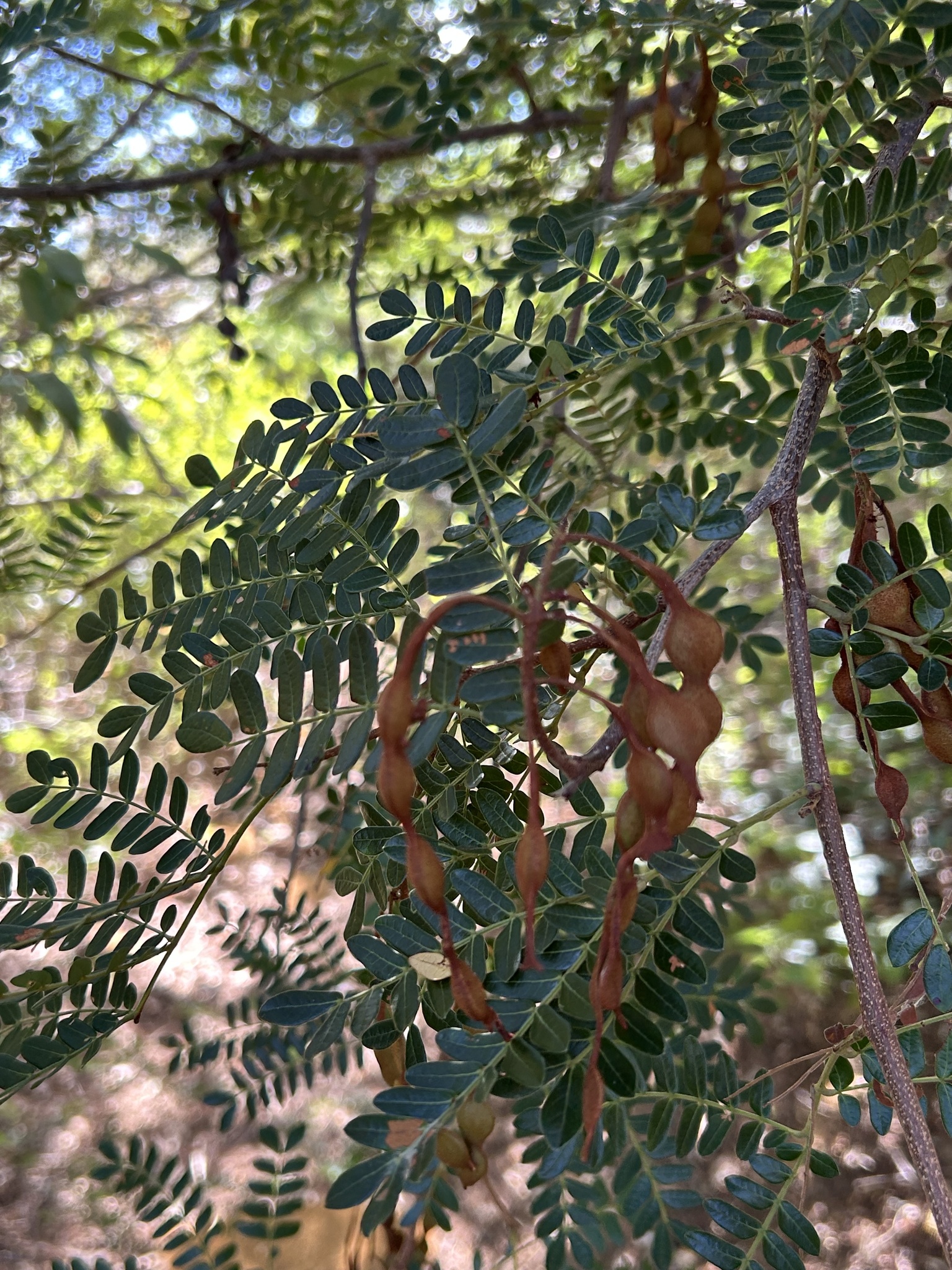 Pityrocarpa moniliformis