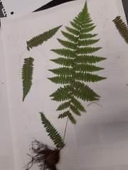 Athyrium filix-femina