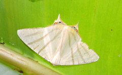 Ourapteryx sciticaudaria