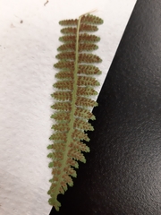 Athyrium filix-femina