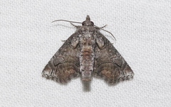 Paectes abrostolella