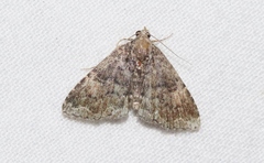 Metalectra miserulata