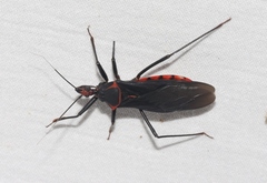 Pseudozelurus arizonicus