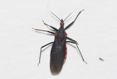 Pseudozelurus arizonicus