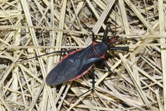 Pseudozelurus arizonicus