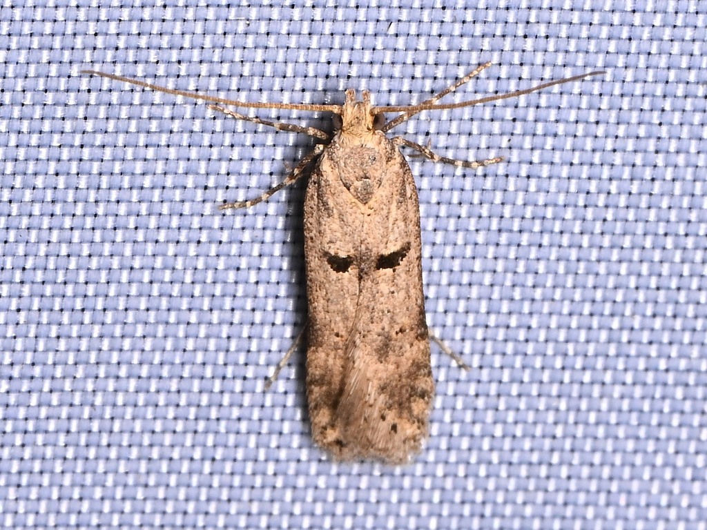 Prolita dialis
