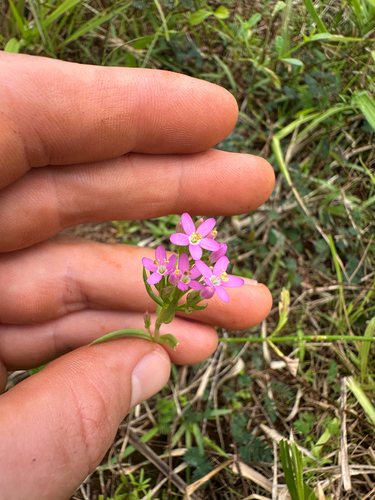Centaurium erythraea observed 2025-06-17