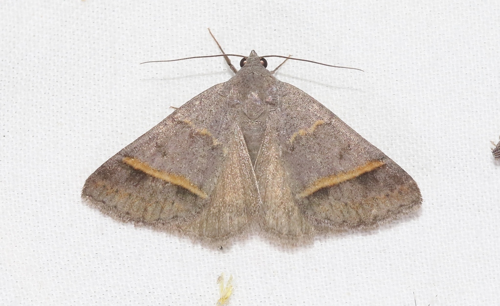 Ptichodis bucetum