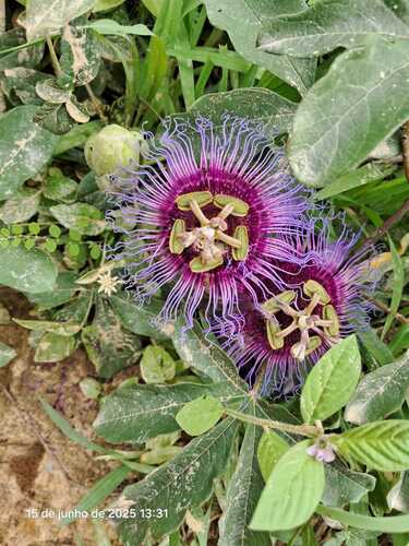 crato passionvine