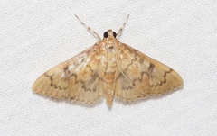 Psara dryalis