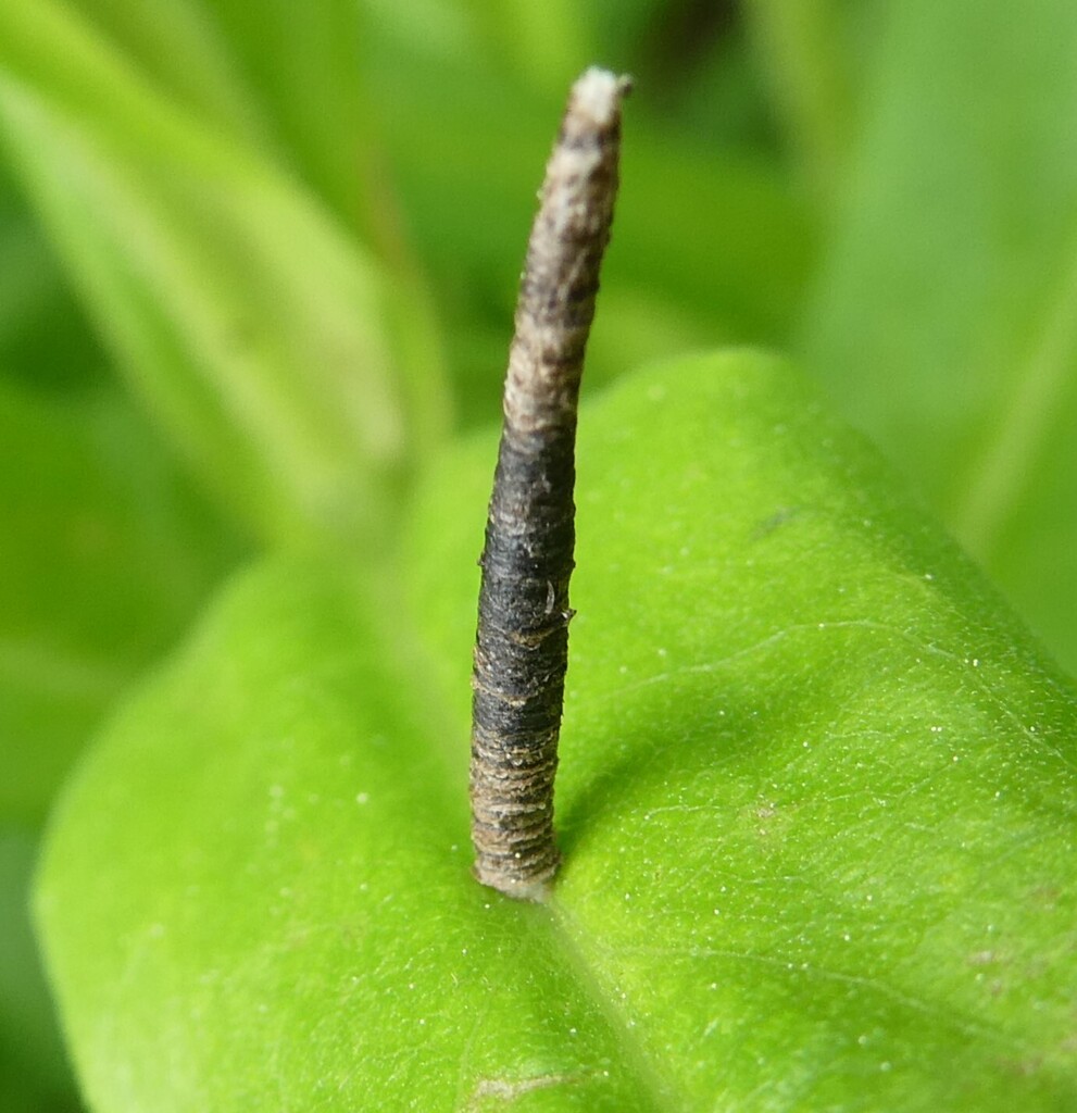 Coleophora asterophagella