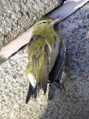 Leiothlypis peregrina