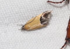 Triclonella xuthocelis